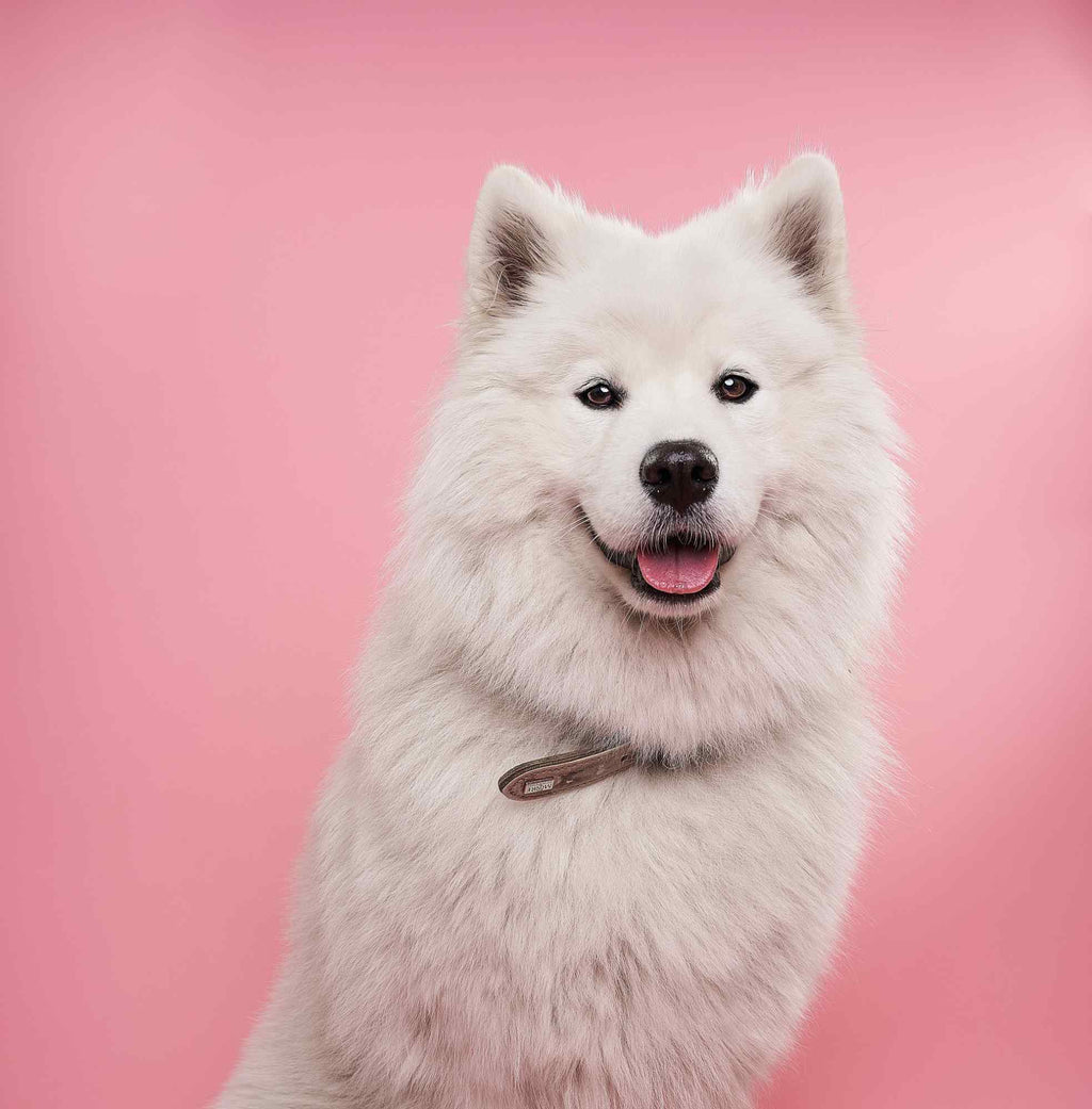 Hund badet i Burbur Friend Moisturizing Shampo 400 ml_Fuktighetsgivende sjampo med økologisk olivenolje for tørr og skadet pels_WePet.no