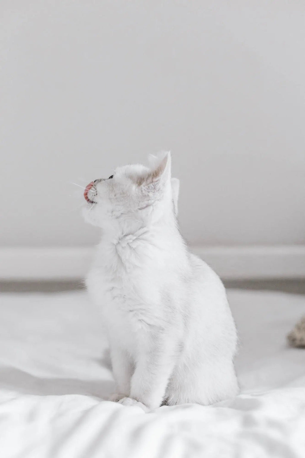 Burbur Pro Whitening Shampo 1L WePet.no